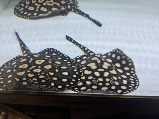 有名血統ダイヤモンドポルカ　ペアー