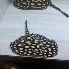品川ダイヤモンドポルカ　ペアーの画像