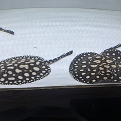 品川ダイヤモンドポルカ　ペアーの画像