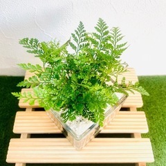 ダバリア　ラビットフット　観葉植物　ハイドロカルチャーの画像