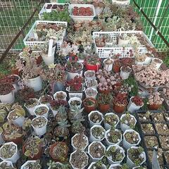 多肉植物 いろいろ