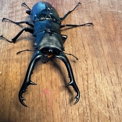 ホワイトアイ　ギラファノコギリクワガタ　新成虫　オス