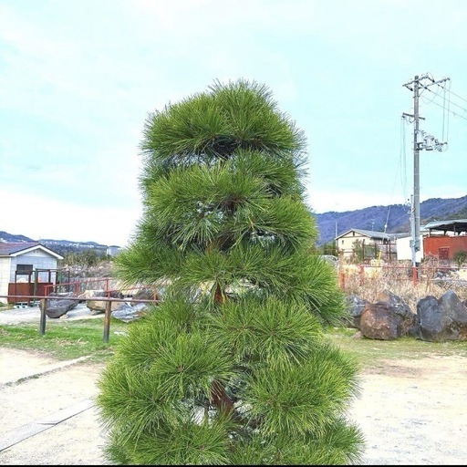 赤松『全長240cm』在庫処分価格❗️完全引き取り限定‼️最終値下げ。