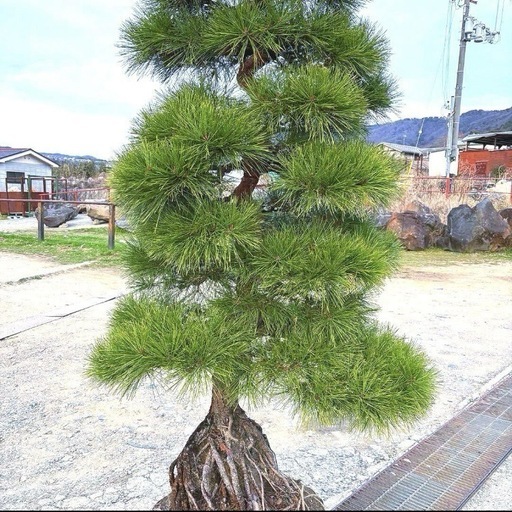 赤松『全長240cm』在庫処分価格❗️完全引き取り限定‼️最終値下げ。