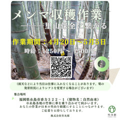 糸島船越カキ小屋集落でメンマの加工作業のお仕事