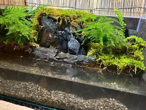 滝テラリウム水槽
