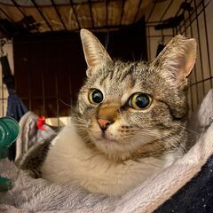 家猫向き小柄な成猫のキジシロ女の子！