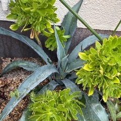 アガベ　アメリカーナ　地植え　　大株　ガーデニング