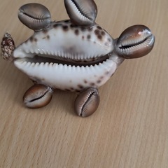 手作りの貝殻で作った亀の画像