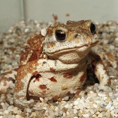 ミヤコヒキガエル  1匹
