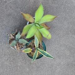 アガベ
