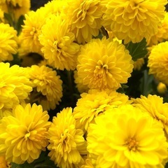 【4/11まで】切り花用の菊の苗買いませんか？