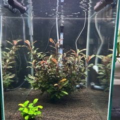 水草