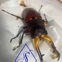 ギラファノコギリクワガタ　オス単品の画像