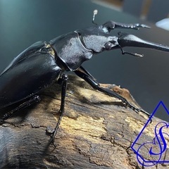 ギラファノコギリクワガタ　オス単品の画像
