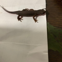 アカハライモリ　の画像