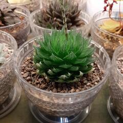 多肉植物ハオルチア桜水晶 (spfff) 西金沢の家庭用品 多肉植物ハオルチア桜水晶 (spfff) 西金沢の家庭用品