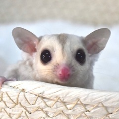 【ご家族様決まりました】フクロモモンガ(クリミノ/♀)