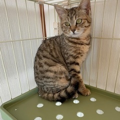 むぎわらの美人な女の子　4ヶ月