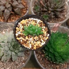 多肉植物　ハオルチア　ウンブラティコラ（6）の画像