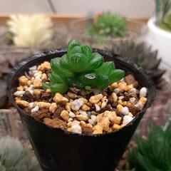 多肉植物　ハオルチア　ウンブラティコラ（6）の画像