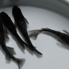 🐟クラウドグレー光体型アースアイ系🐟　  1匹の画像