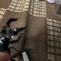 値下げタランドゥスオオツヤクワガタB（ホアイトアイ）の画像