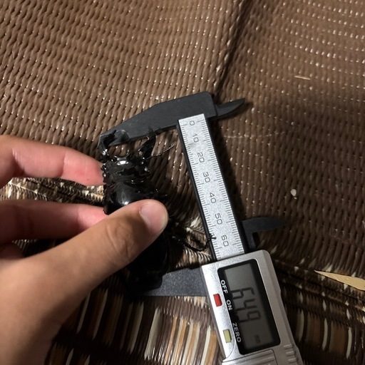 値下げタランドゥスオオツヤクワガタB（ホアイトアイ）