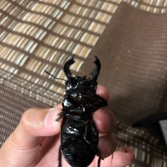 値下げタランドゥスオオツヤクワガタB（ホアイトアイ）の画像