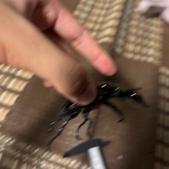 値下げタランドゥスオオツヤクワガタB（ホアイトアイ）の画像