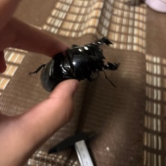 値下げタランドゥスオオツヤクワガタB（ホアイトアイ）の画像