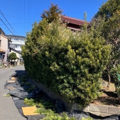 垣根及び庭木の剪定