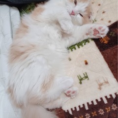 【里親さん】引っ越しで飼えなくなりました【募集】