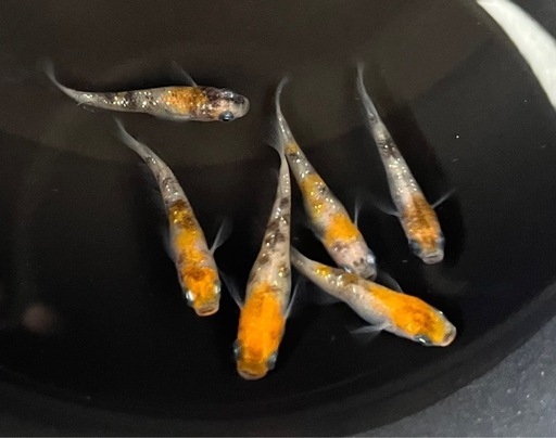 三色ラメ幹之メダカ　3ペア