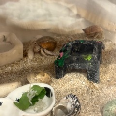 オカヤドカリ３匹