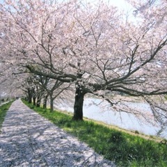 明日4/10(木) 昼飲み🌸お花見飲みしませんか🍻 - 仙台市
