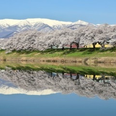 明日4/10(木) 昼飲み🌸お花見飲みしませんか🍻