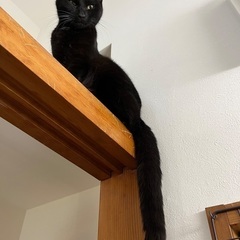 【6/22(日)譲渡会】⭐️黒猫おーちゃん🐈‍⬛ - 猫