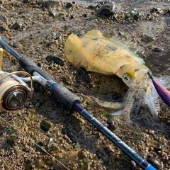 イカ釣り　エギング