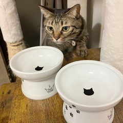 保護猫活動などされている方！猫壱フードボウル猫用2個セット