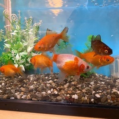 金魚