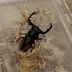 【成虫ペア】スペキオオスシカクワガタ