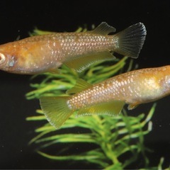 🐟アルビノフロマージュ🐟1匹の画像