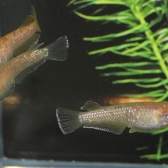 🐟アルビノフロマージュ🐟1匹の画像