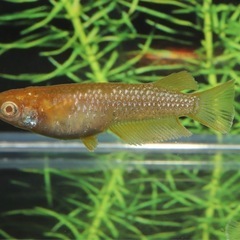 🐟アルビノフロマージュ🐟1匹