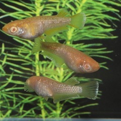 🐟アルビノフロマージュ🐟1匹の画像