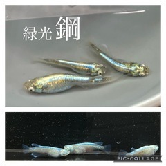 【nego_mdk】緑光鋼10匹