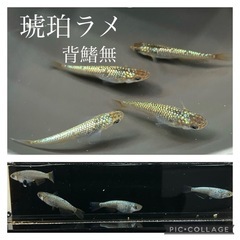 【nego_mdk】琥珀ラメ背鰭なし10匹