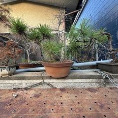 値下げしました！！盆栽　黒松？！　の画像