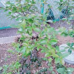 さざんか　植物　木あげます